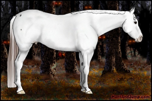 Horse Color:Brown Appaloosa 