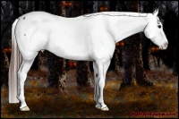 Horse Color:Brown Appaloosa
