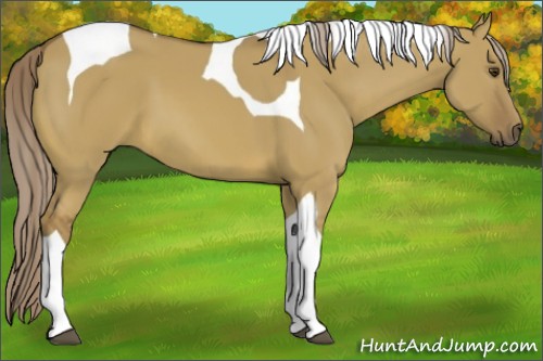 Horse Color:Chocolate Palomino Dun Tobiano