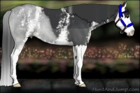 Horse Color:White Spotted Black Sabino Splash