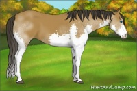 Horse Color:Bay Splash 