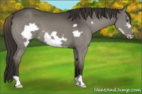 Horse Color:Smoky Grullo Frame 