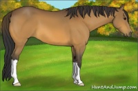 Horse Color:Buckskin 