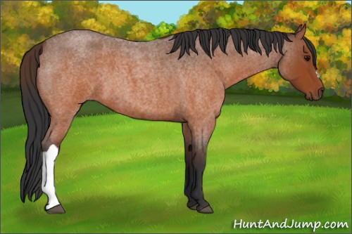 Horse Color:Brown Roan 