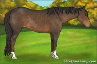 Horse Color:Liver Chestnut Appaloosa