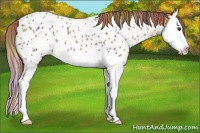 Horse Color:Nacre Chestnut Splash Appaloosa 