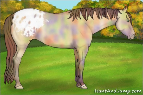 Horse Color:Nacre Amber Champagne Dun Appaloosa