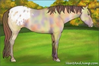 Horse Color:Nacre Amber Champagne Dun Appaloosa 