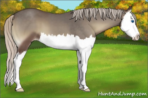 Horse Color:Silver Blue Onyx Splash Varnish