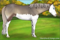 Horse Color:Silver Blue Onyx Splash Appaloosa