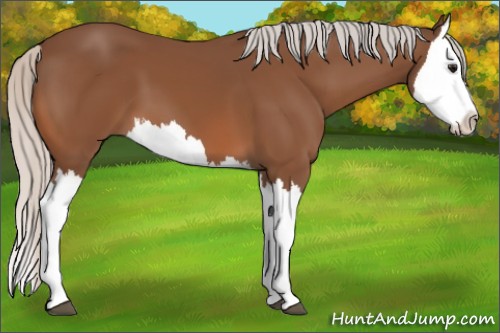 Horse Color:Silver Brown Splash