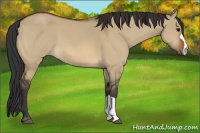 Horse Color:Bay Dun