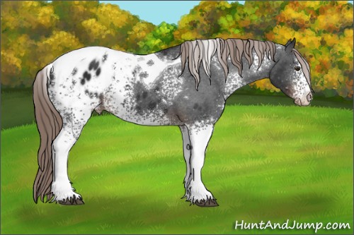 Horse Color:White Spotted Liver Chestnut Tobiano Appaloosa 