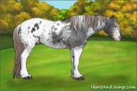 Horse Color:White Spotted Liver Chestnut Tobiano Appaloosa 
