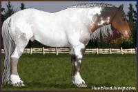 Horse Color:White Spotted Liver Chestnut Varnish 