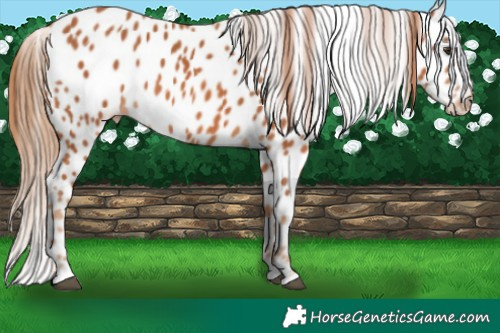 Horse Color:Chestnut Appaloosa 