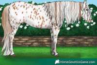Horse Color:Chestnut Appaloosa