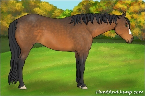 Horse Color:Buckskin 