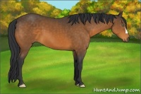 Horse Color:Buckskin 