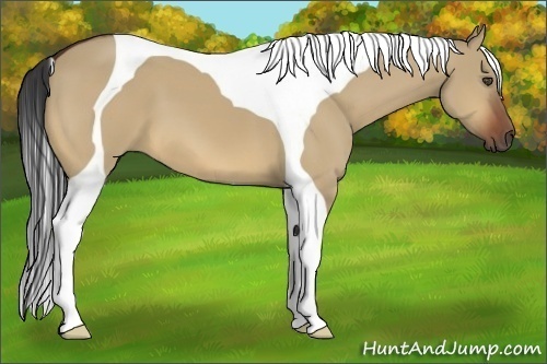 Horse Color:Bay Dun Tobiano 