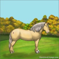 Horse Color:Gold Cream Champagne Dun Rabicano