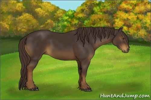 Horse Color:Liver Chestnut Rabicano 