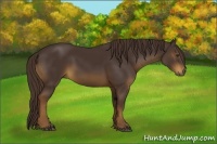 Horse Color:Liver Chestnut Rabicano