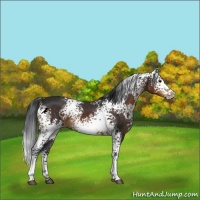 Horse Color:White Spotted Brown 