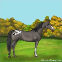 Horse Color:Grullo Blanket