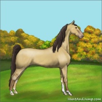 Horse Color:Classic Champagne Dun 
