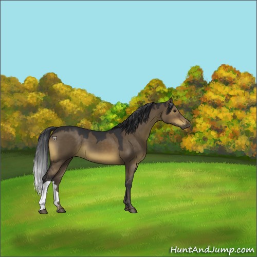 Horse Color:Brown Dun