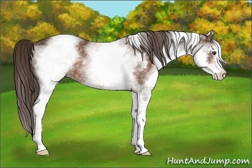 Horse Color:White Spotted Liver Chestnut Rabicano 