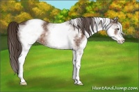 Horse Color:White Spotted Liver Chestnut Rabicano
