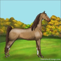 Horse Color:Liver Red Dun 
