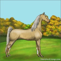 Horse Color:Liver Red Dun Brindle 
