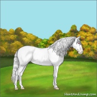 Horse Color:Chocolate Palomino Chinchilla Pearl Onyx Rabicano 