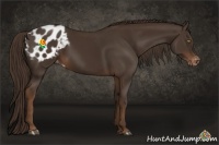 Horse Color:Liver Chestnut Sabino Appaloosa 