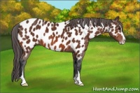 Horse Color:Bay Sabino Appaloosa