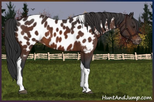 Horse Color:Brown Tobiano Appaloosa 
