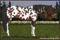 Horse Color:Brown Tobiano Appaloosa 