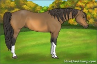 Horse Color:Buckskin 