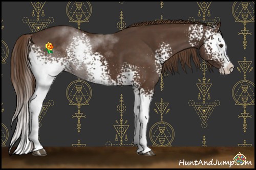 Horse Color:White Spotted Liver Chestnut Sabino Splash 
