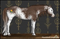 Horse Color:White Spotted Liver Chestnut Sabino Splash
