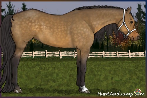 Horse Color:Buckskin Dun 