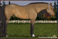 Horse Color:Buckskin Dun 