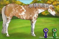Horse Color:Gray Silver Buckskin Sabino 