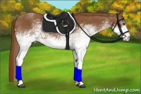Horse Color:White Spotted Chestnut