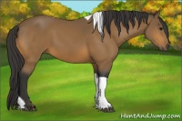 Horse Color:Buckskin Tobiano 