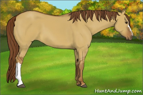 Horse Color:Red Dun