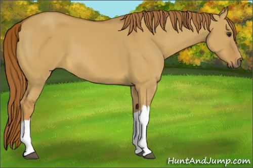 Horse Color:Red Dun